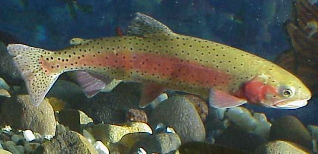 trout_image